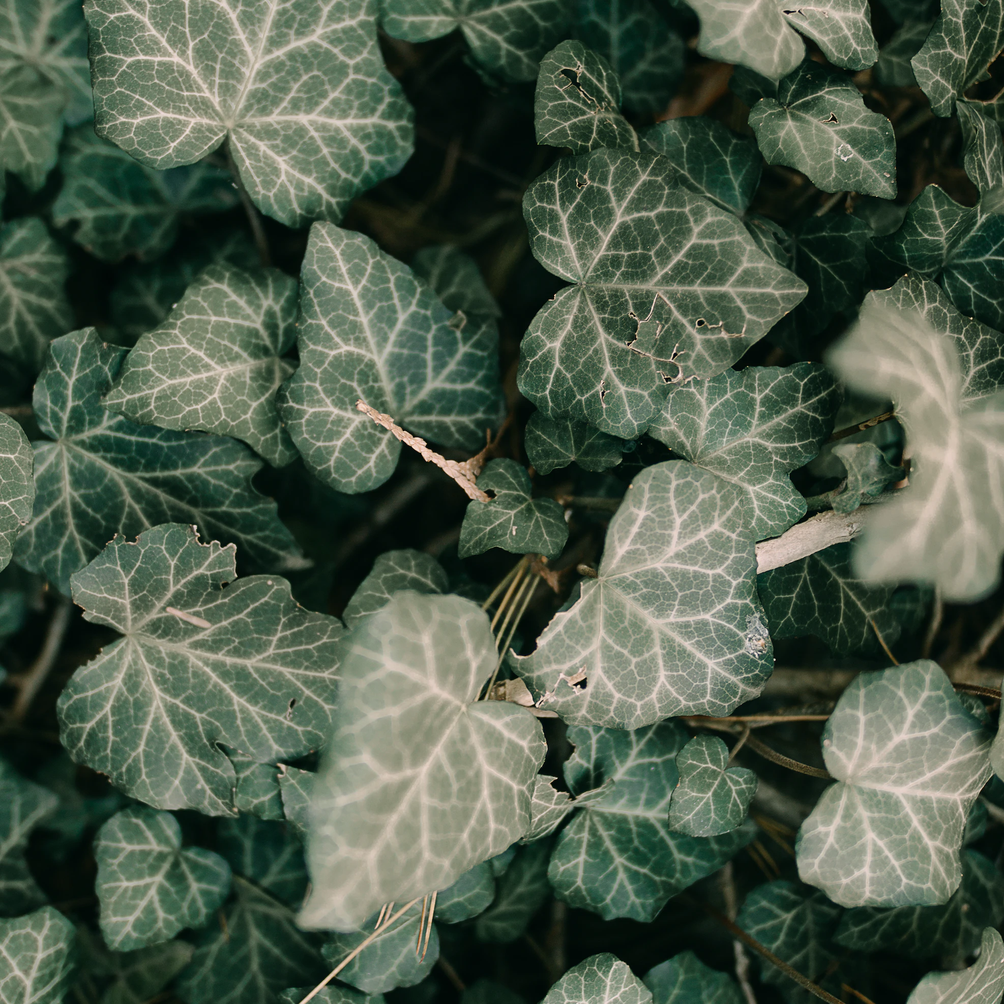 cats and ivy unsplash