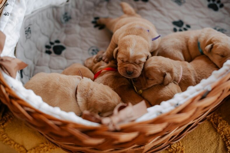 Puppies