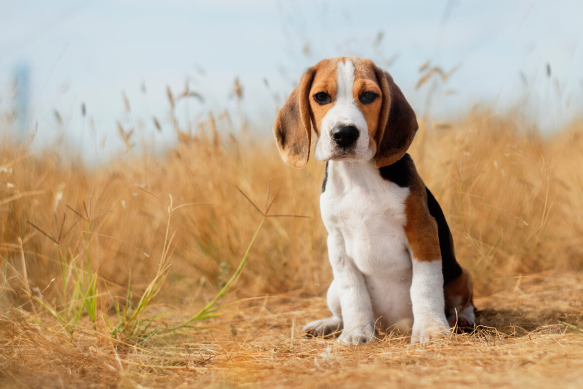 20 Best Dog Breeds for Kids and Your Family