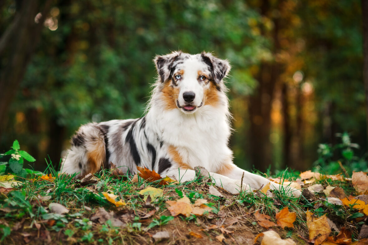 20 Best Dog Breeds for Kids and Your Family