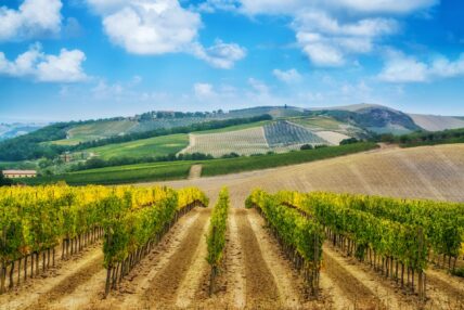 Vineyard rows with rolling hills and farmhouse in Tuscany countryside