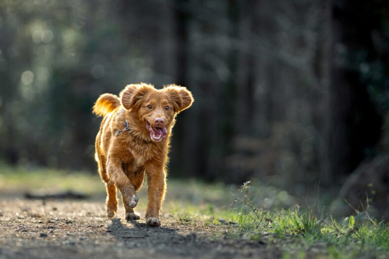 dog running on a trail