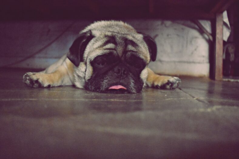 pug sleeping