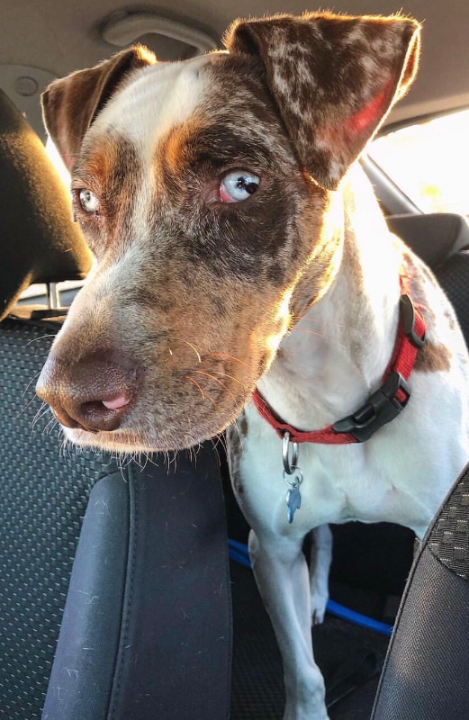 kylo catahoula leopard dog