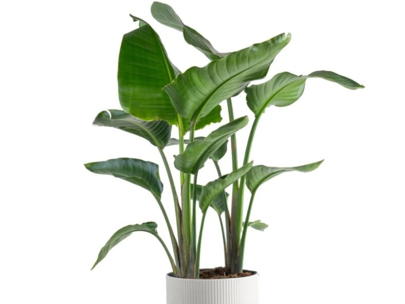 Bird of Paradise Costco