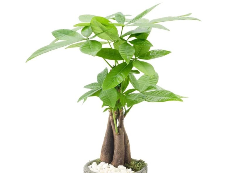 Bonsai Indoor Plant Costco