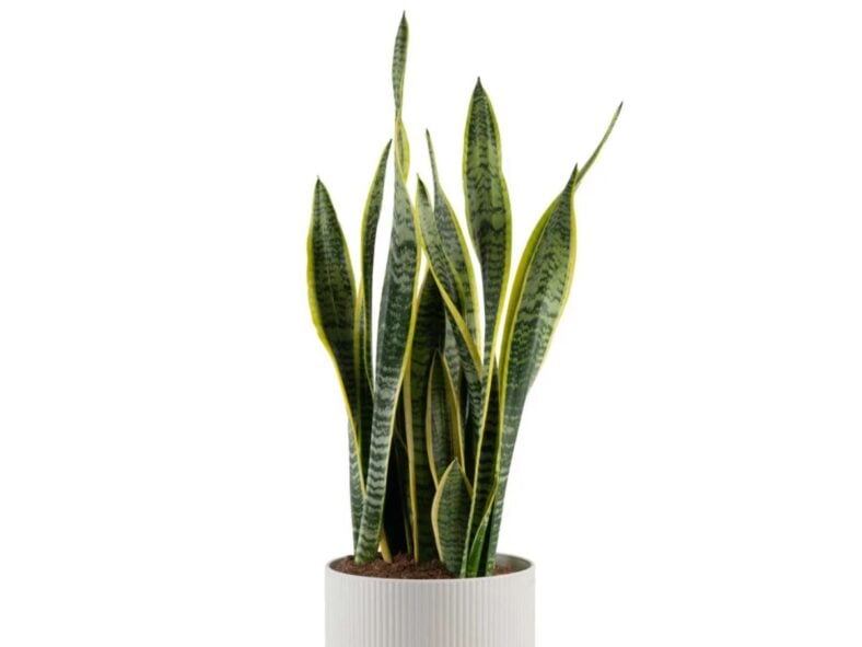 Costa Farms Snake Plant Costco