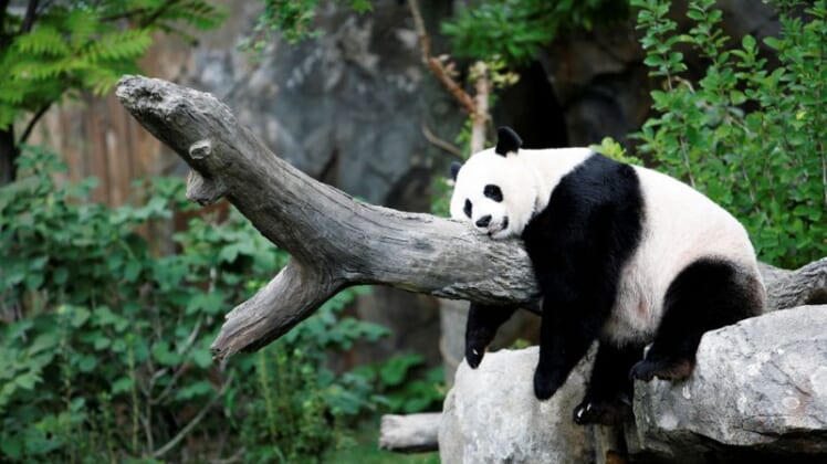 'A good day': Giant panda's pregnancy brings cheer to U.S. National Zoo 1
