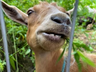 'They're baaaaack': Two dozen goats eat their way through New York park 6