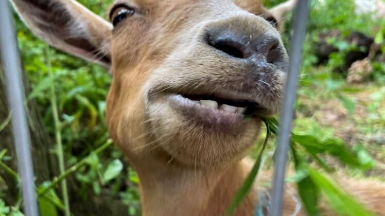 'They're baaaaack': Two dozen goats eat their way through New York park 1