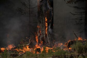 Extreme heat roasts Christmas Tree Crops in Oregon