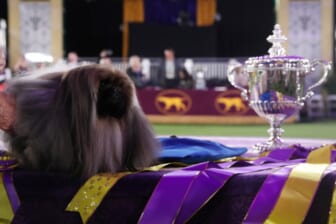 Wasabi the Pekingese wins Westminster Dog Show in New York 1