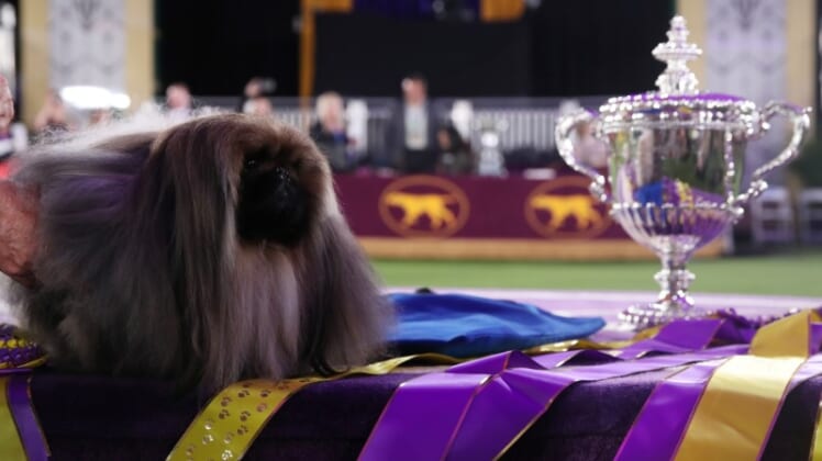 Wasabi the Pekingese wins Westminster Dog Show in New York 1